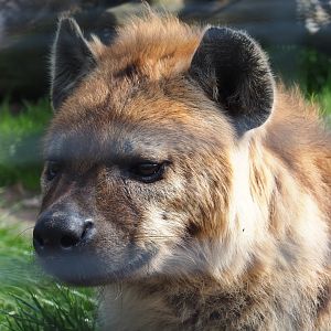 Spotted hyena (Crocuta crocuta), 2019-04-06