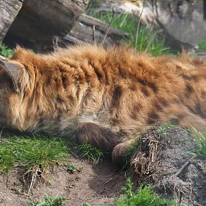 Spotted hyena (Crocuta crocuta), 2019-04-06