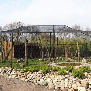 Mixed African aviary, 2019-04-06