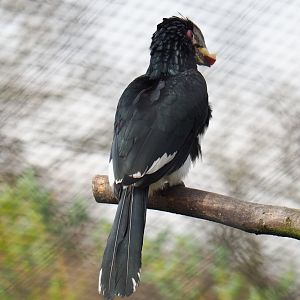 Trumpeter hornbill (Bycanistes bucinator) with food in its beak, 2019-04-06