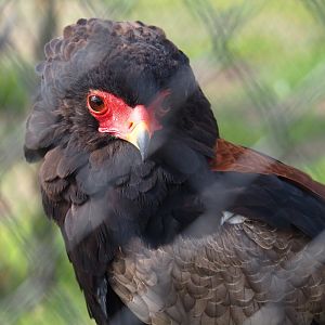 Bateleur (Terathopius ecaudatus), 2019-04-06