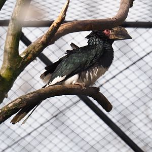 Trumpeter hornbill (Bycanistes bucinator), 2019-04-06
