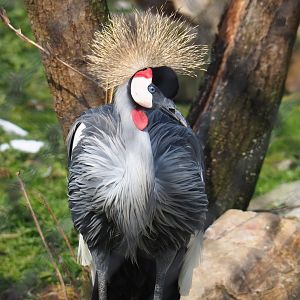 East African grey crowned crane (Balearica regulorum gibbericeps), 2019-04-06