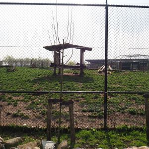 Chinese dhole exhibit, 2019-04-06