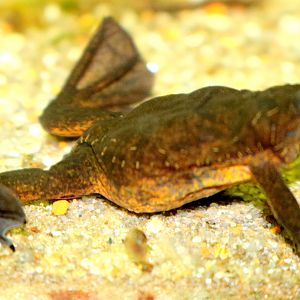 Lake Oku clawed frog; London Zoo; 1st June 2019