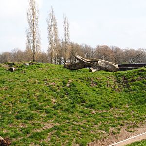 Spotted hyena exhibit, 2019-04-06