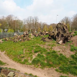 Spotted hyena exhibit, 2019-04-06