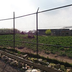 Chinese dhole exhibit, 2019-04-06