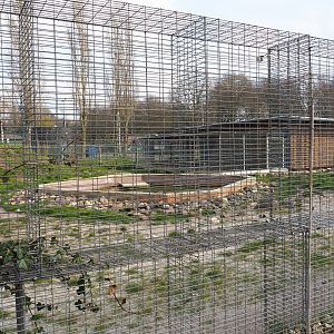Spotted hyena exhibit, 2019-04-06