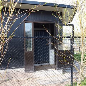 Chinese dhole holding building, 2019-04-06