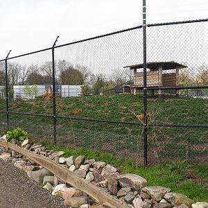 Chinese dhole exhibit, 2019-04-06