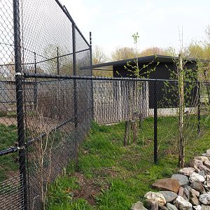 Chinese dhole holding, 2019-04-06