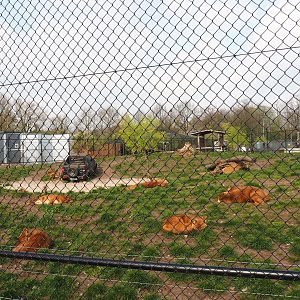Chinese dhole exhibit, 2019-04-06
