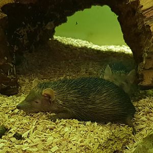 Lesser hedgehog tenrec - Echinops telfairi