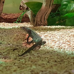 Timon lepidus - juvenile of the dwarf-form