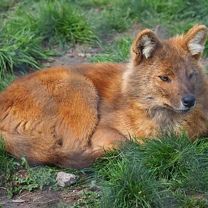 Chinese dhole (Cuon alpinus lepturus), 2019-04-06