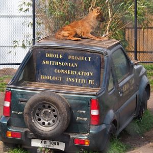 Chinese dhole (Cuon alpinus lepturus) on vehicle, 2019-04-06