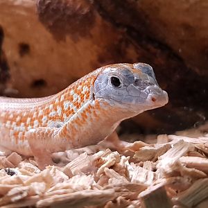 Tracheloptychus petersi