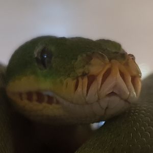 Morelia viridis "Biak"