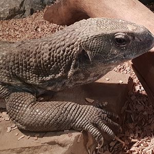 Varanus exanthematicus