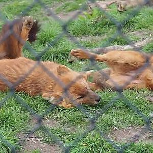Embedded video clip of the Chinese dholes (Cuon alpinus lepturus), 2019-04-06