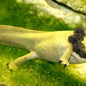 Dumeril's salamander; London Zoo; 1st June 2019
