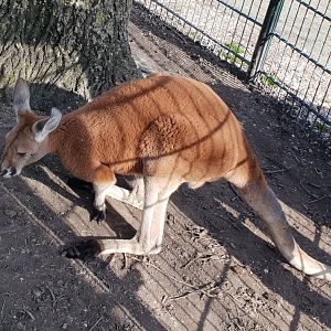 Red kangaroo