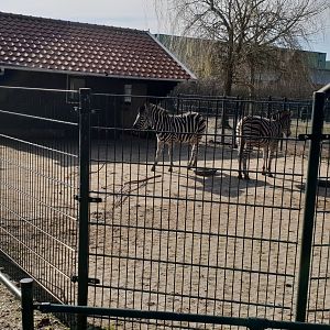 Chapman zebra - enclosure