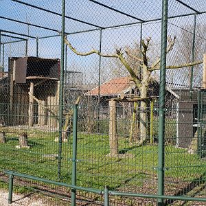 Rüppel's vulture-aviary
