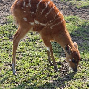 Sitatunga-calf