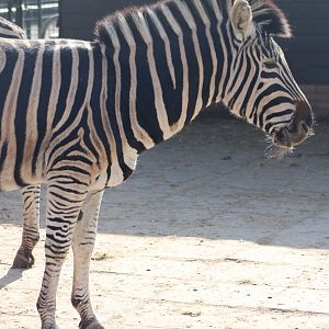 Chapman zebra