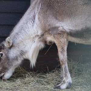 Reindeer