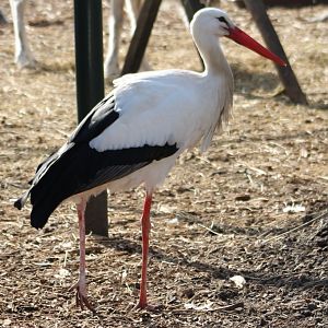 European white stork