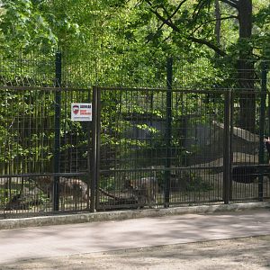 Wolf Viewing from Park at Akcent Zoo Białystok, 08/05/19