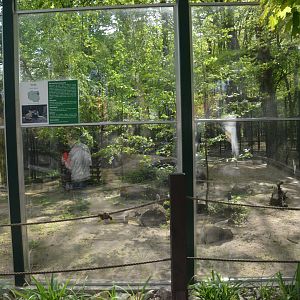 European Wolf Viewing Window at Akcent Zoo Białystok, 08/05/19