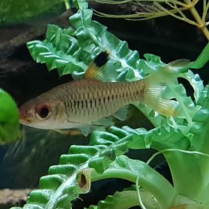 Enteromius callipterus