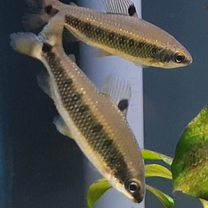 Distichodus deccemmaculatus