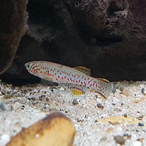 Fundulopanchax gardneri