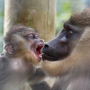 Young Drill, and mother