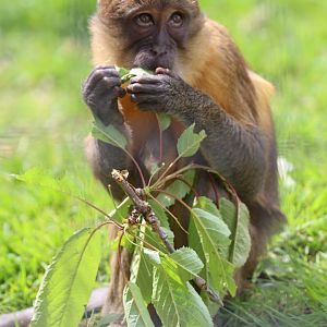 Young Golden-bellied Mangabey