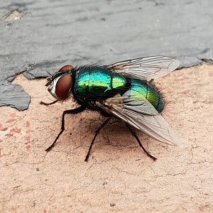 Common green bottle fly - Lucilia sericata