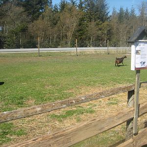 Farm Fun - Petting exhibit #1