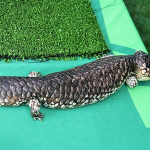 Shingleback (Tiliqua rugosa)