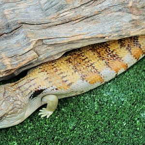 Eastern Blue-tongue (Tiliqua scincoides)