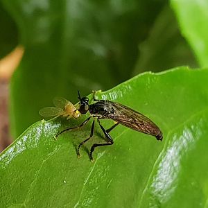 Common robber fly - Dioctria hyalipennis ( with prey )