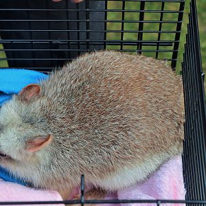 Rufous Bettong (Aepyprymnus rufescens)