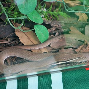 Burton's Legless Lizard (Lialis burtonis)