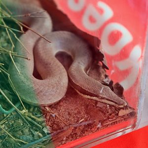 Burton's Legless Lizard (Lialis burtonis)