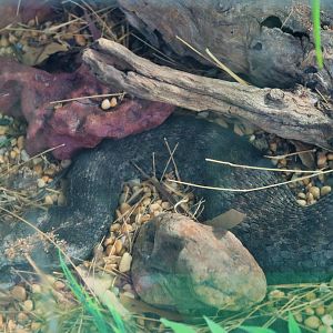 Common Death Adder (Acanthophis antarcticus)