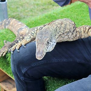 Perentie (Varanus giganteus)